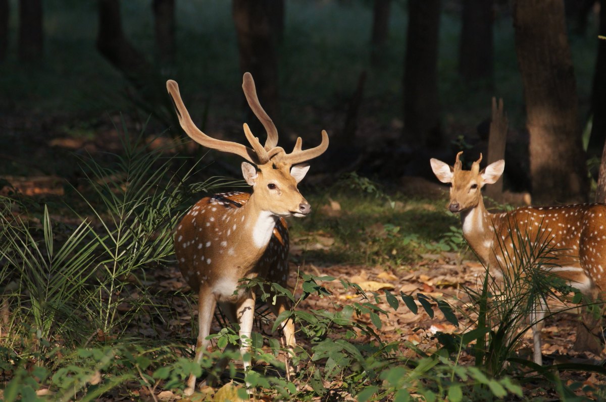 male axis deer