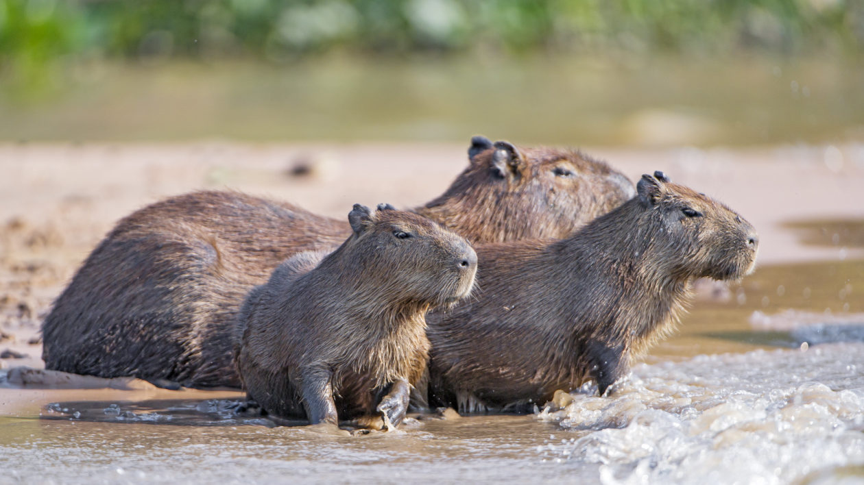 Largest Rodents in the World