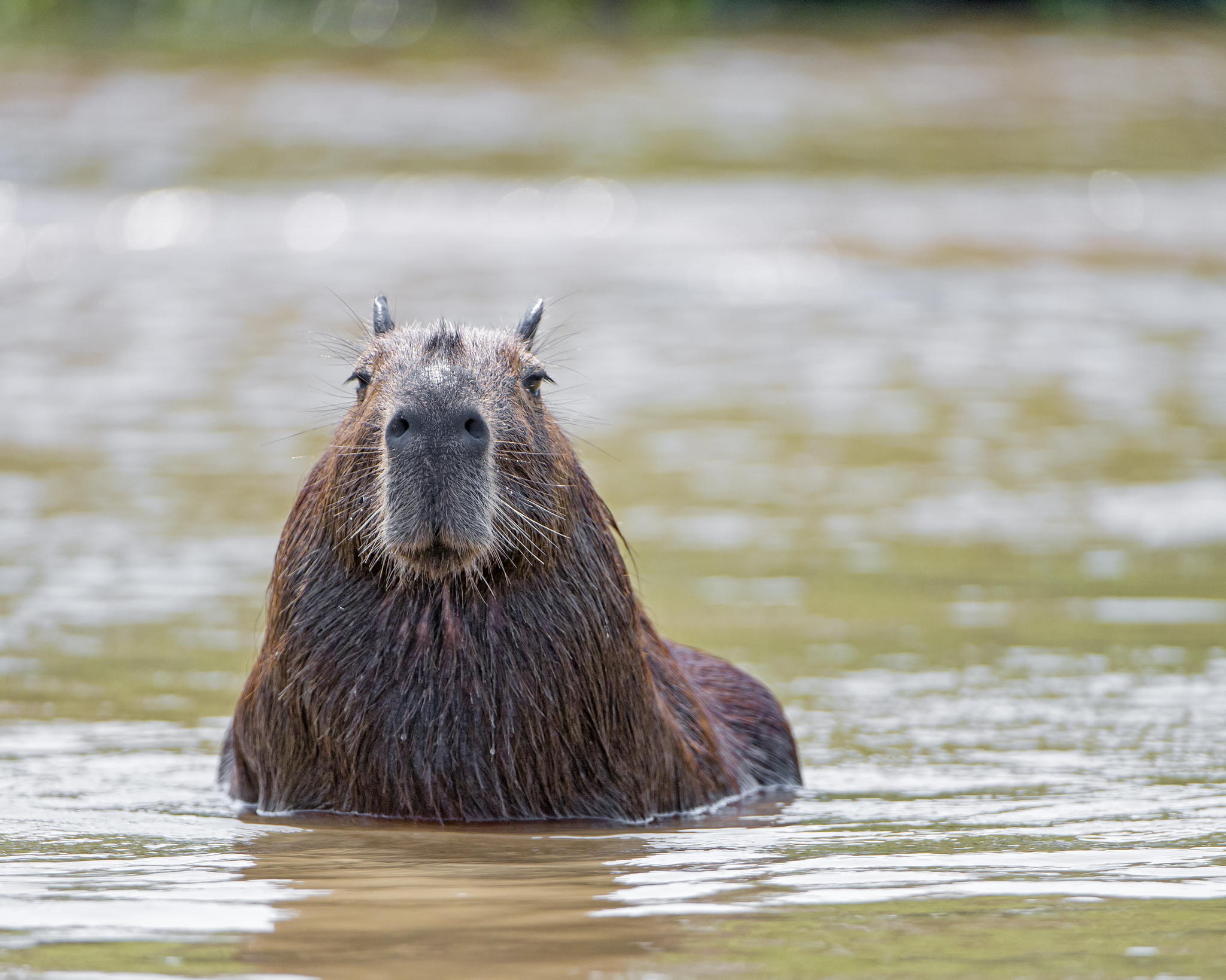 Capybara: Meet the World's Largest Rodent