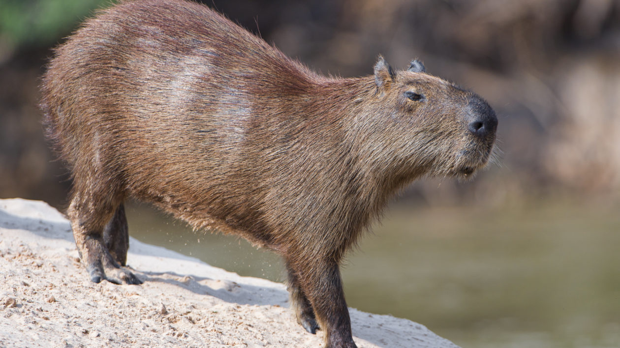 close up of capybara