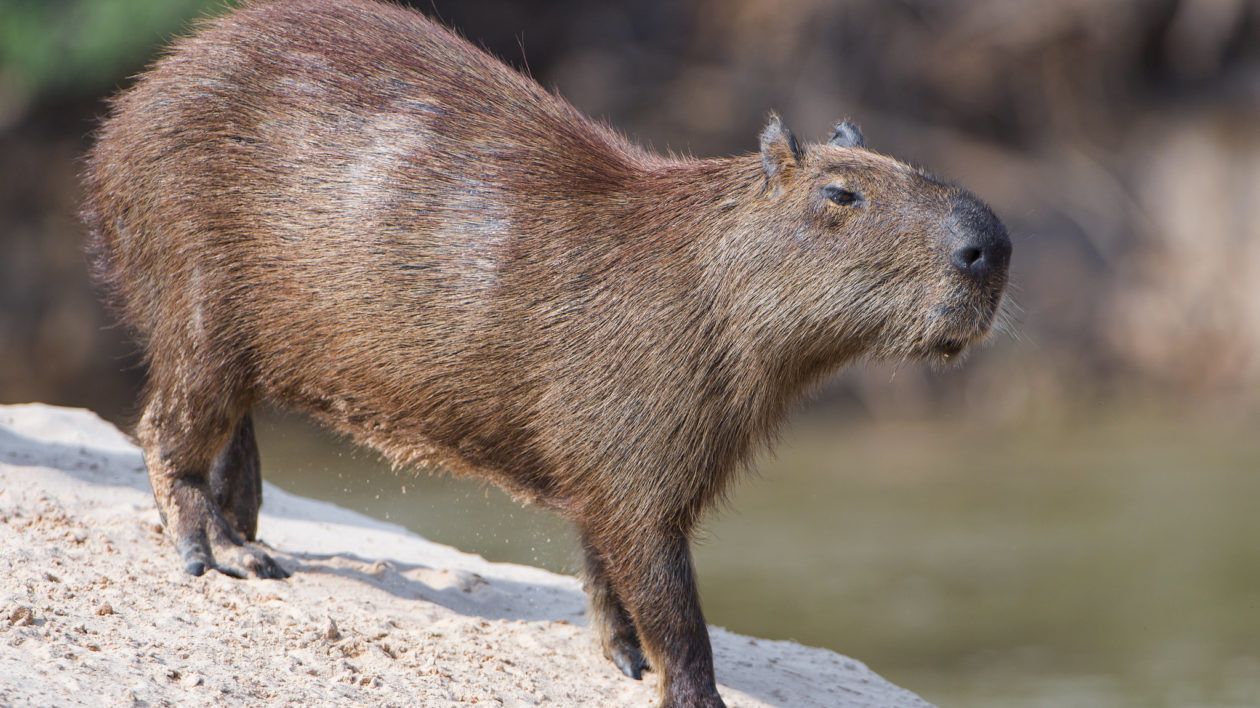 Largest Rodents in the World