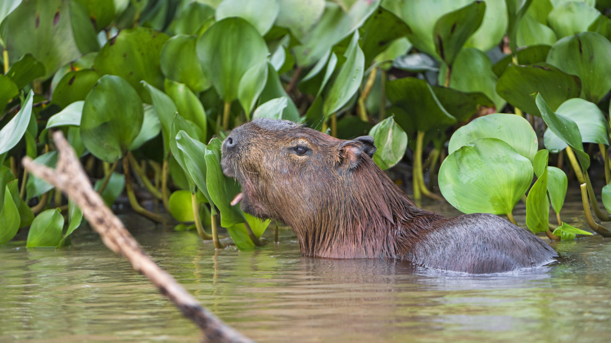 A capybara eating in the water