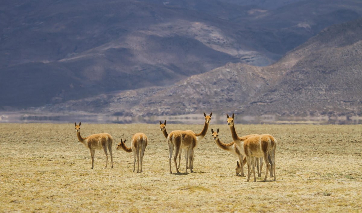 herd of animals on grassland