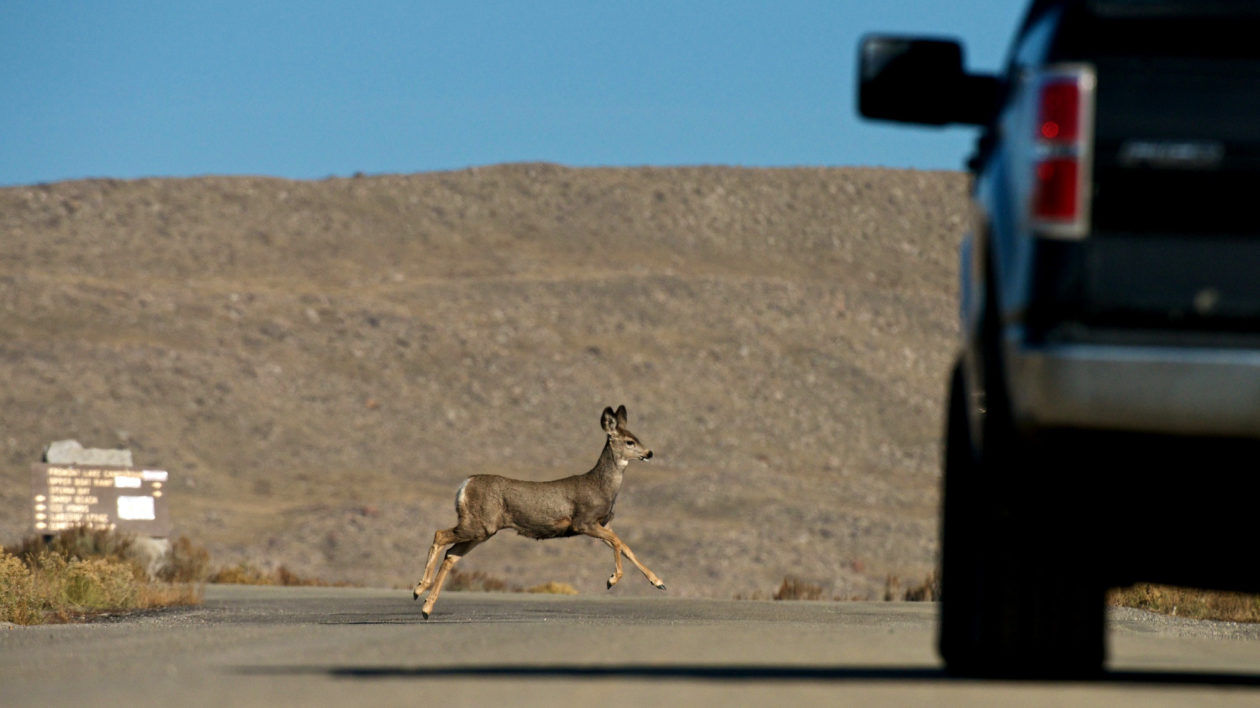 deer running in front of car