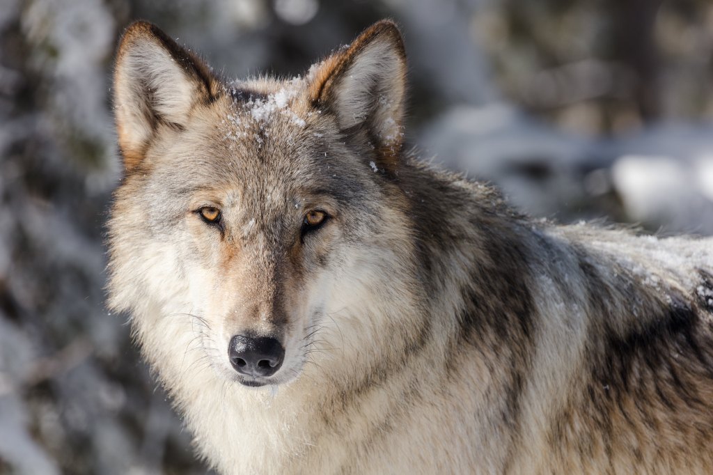 wolf close up