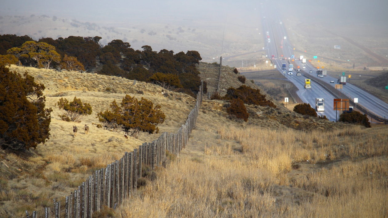 deer and a large highway