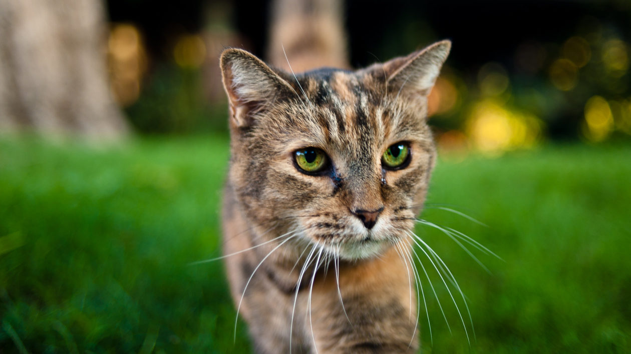 cat in the grass