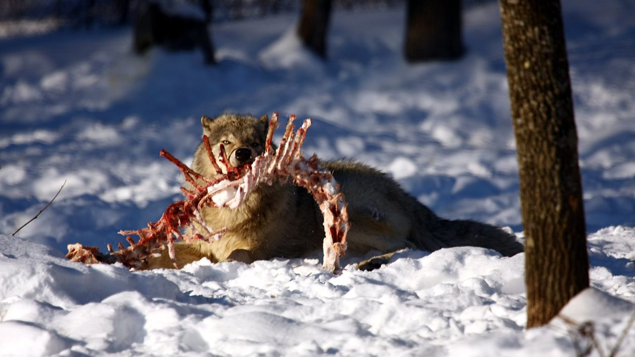 wolf eating elk