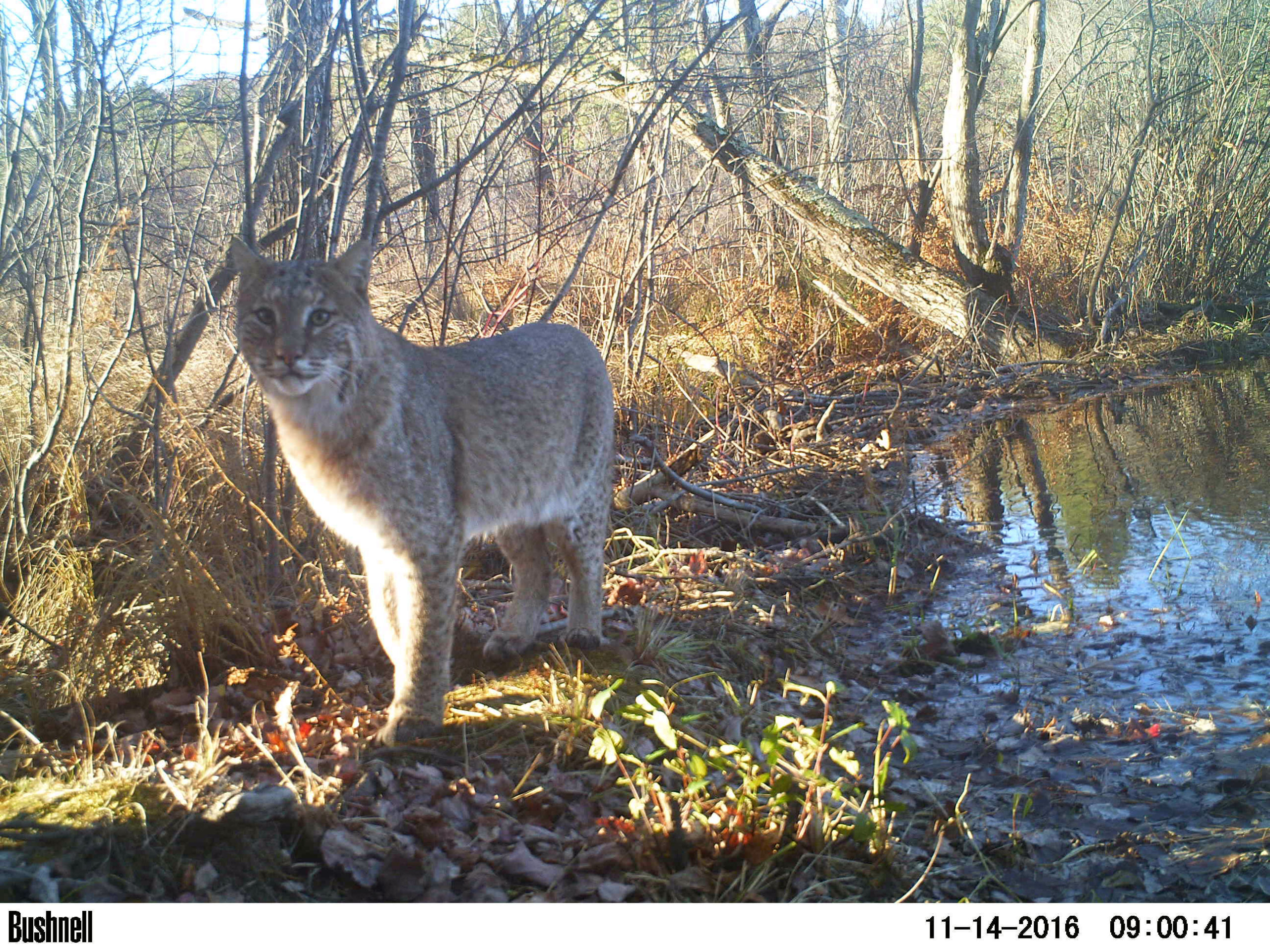 bobcat on trail cam