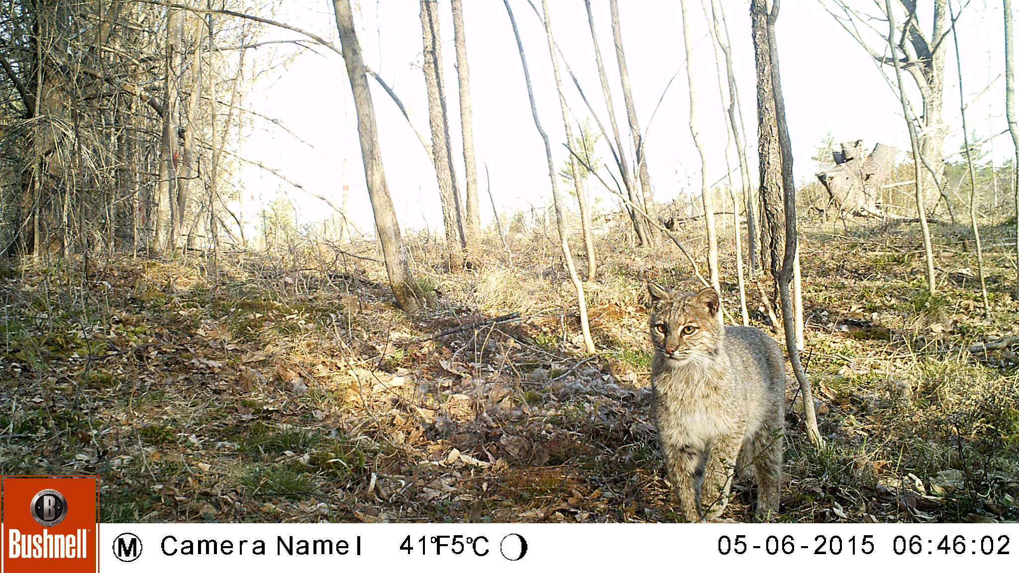 bobcat on trail cam