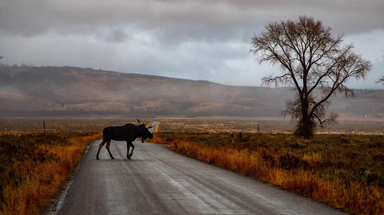 A moose crossing the road.