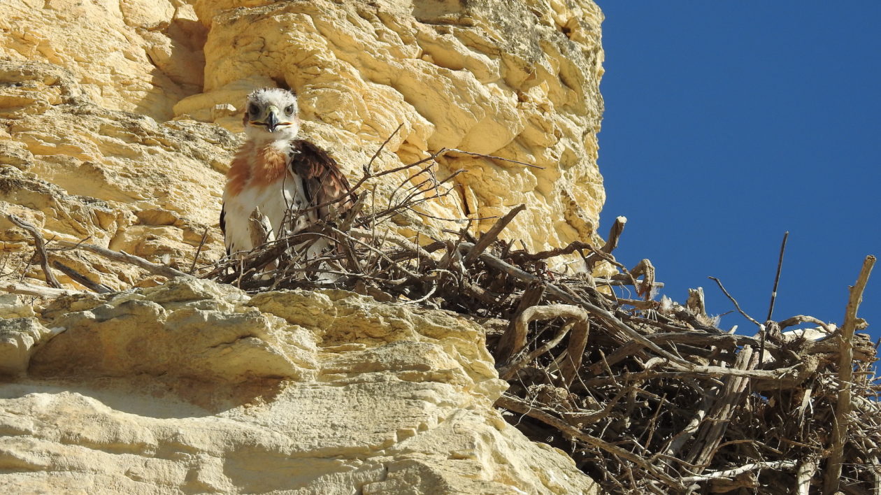 hawk chick in nest