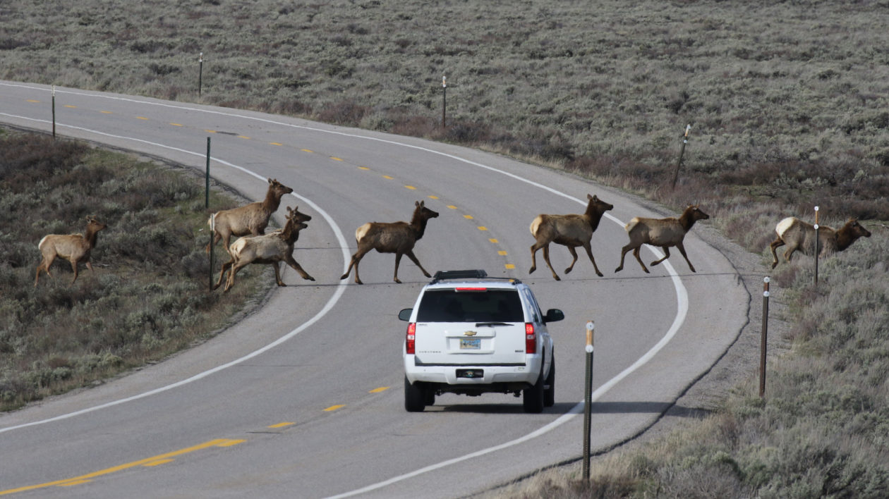 elk running infront of a car