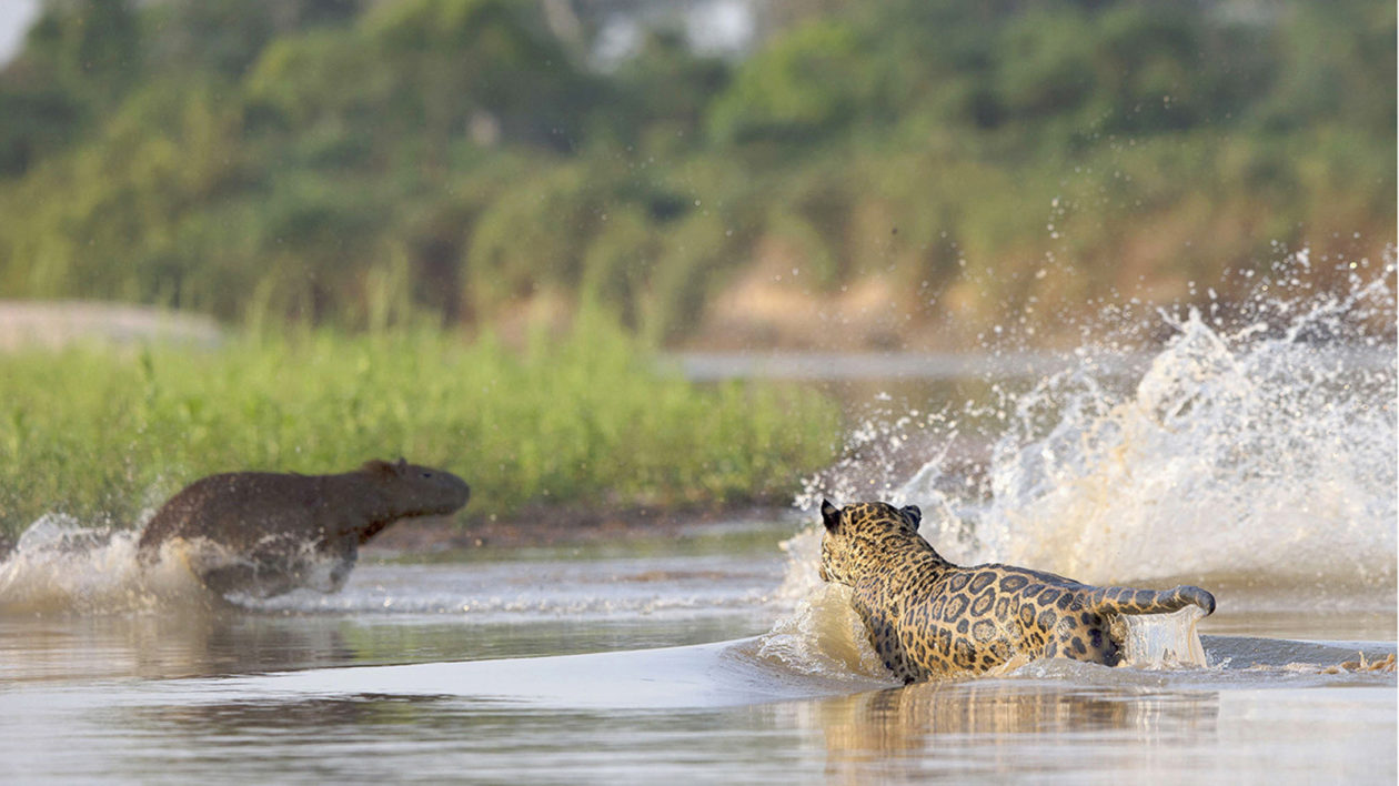 jaguar chases capybara in water