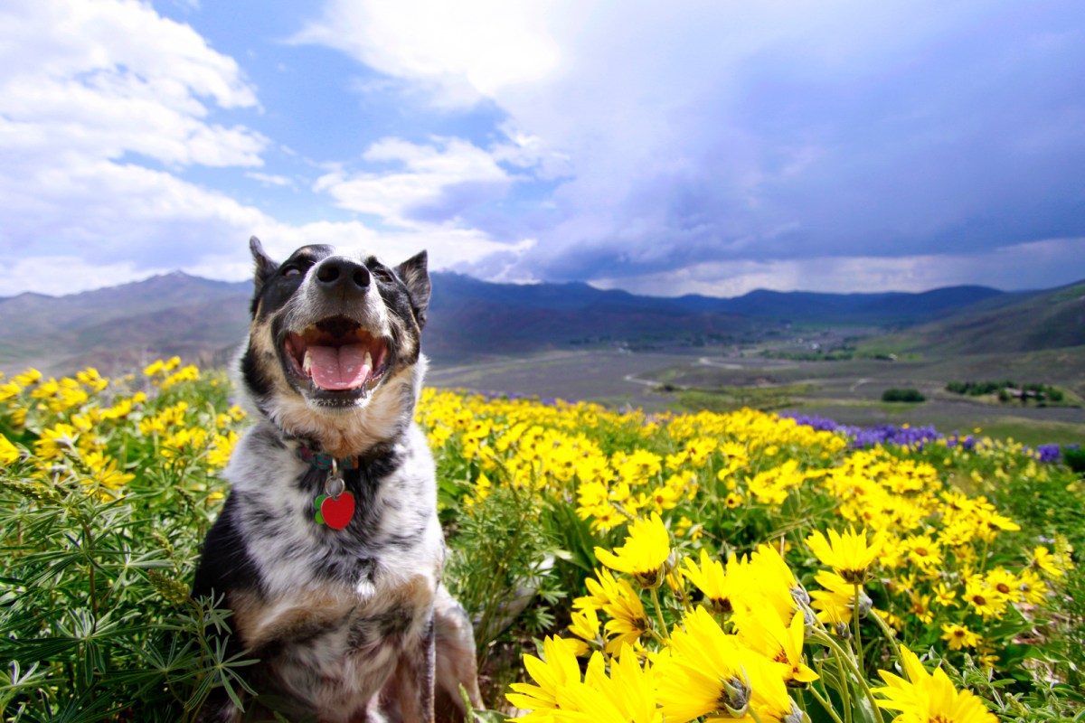 a very good dog