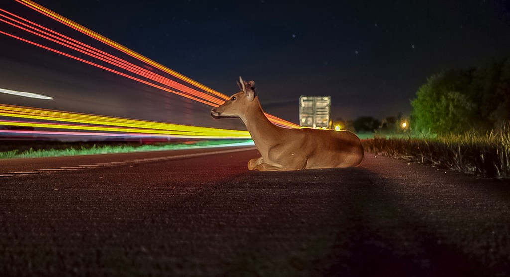 deer on road with colored lights at night