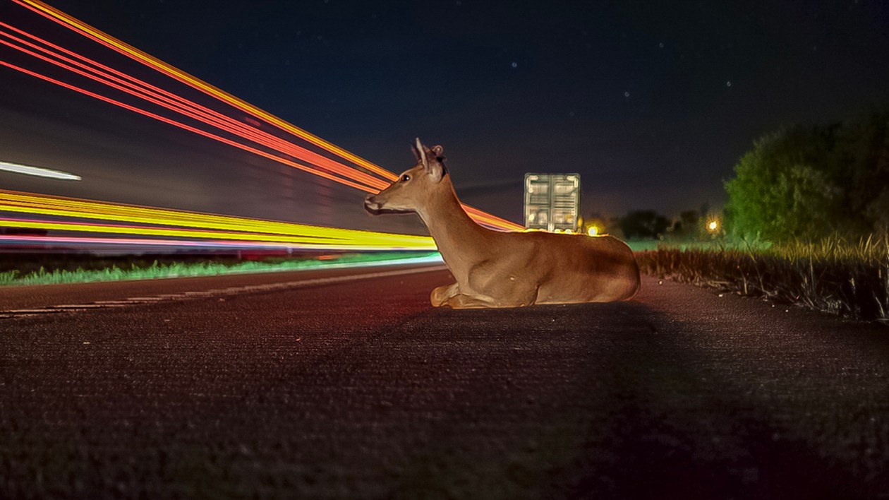 deer on road with colored lights at night