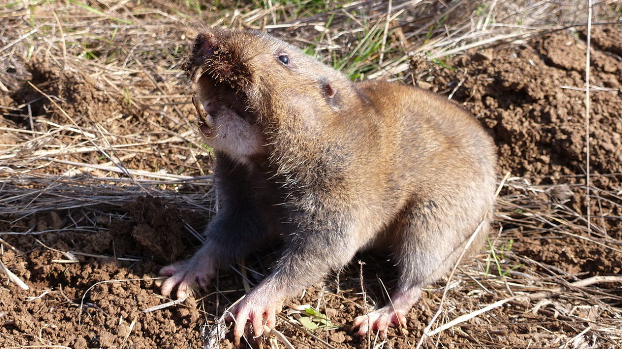 pocket gopher with mouth open
