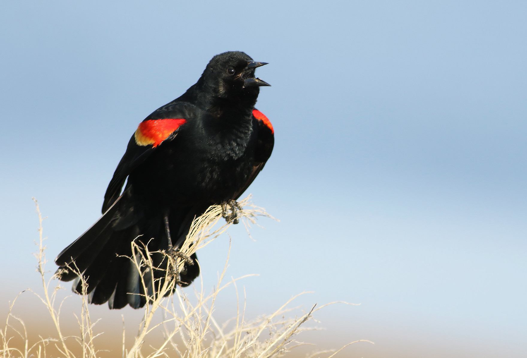 Enjoy the Red-Winged Blackbird Show