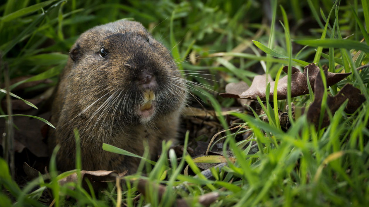 pocket gopher peeking out of burrow