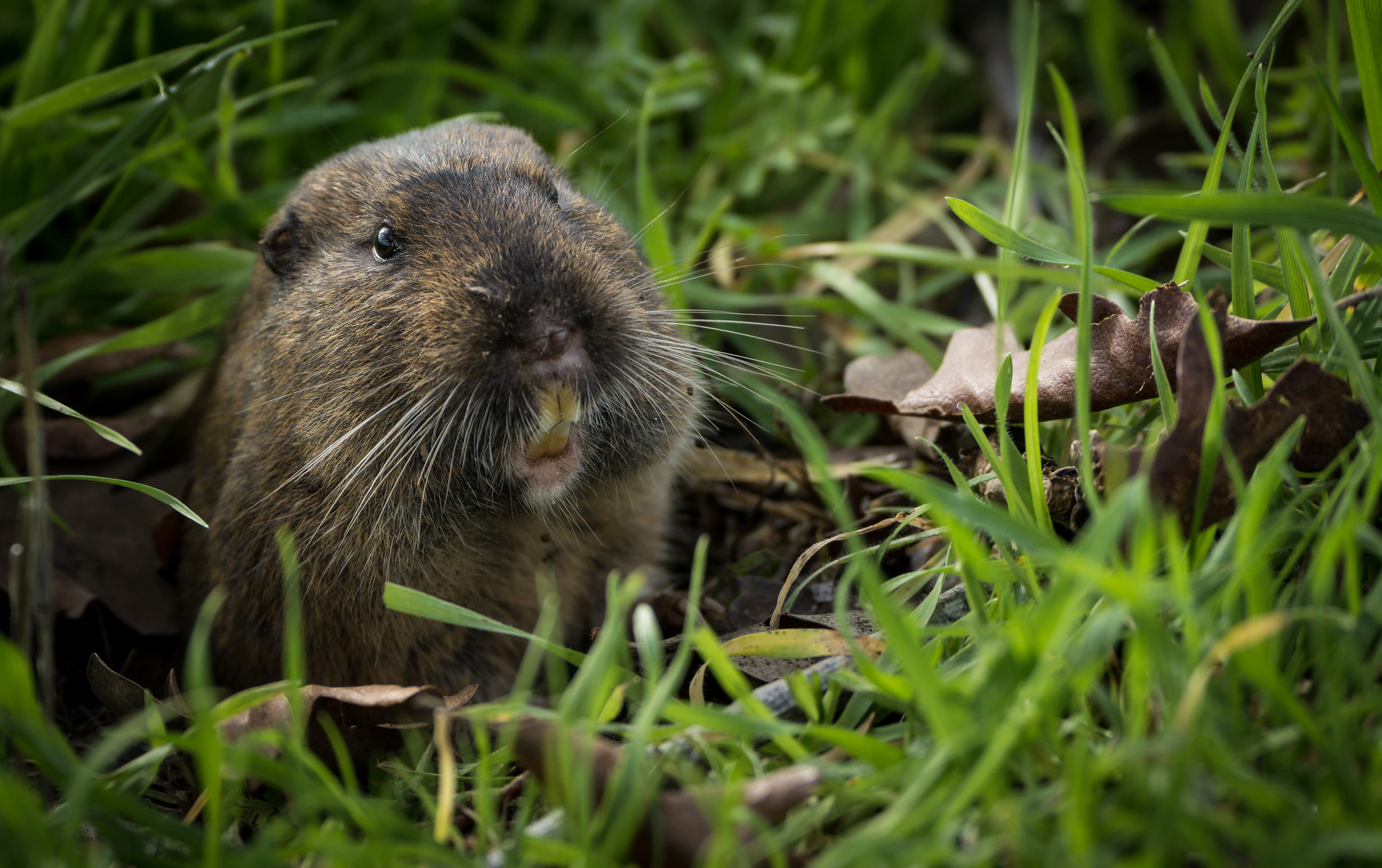 Local Critter Quest Spot a Pocket Gopher