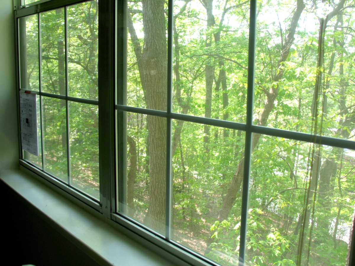 trees seen from outside a window