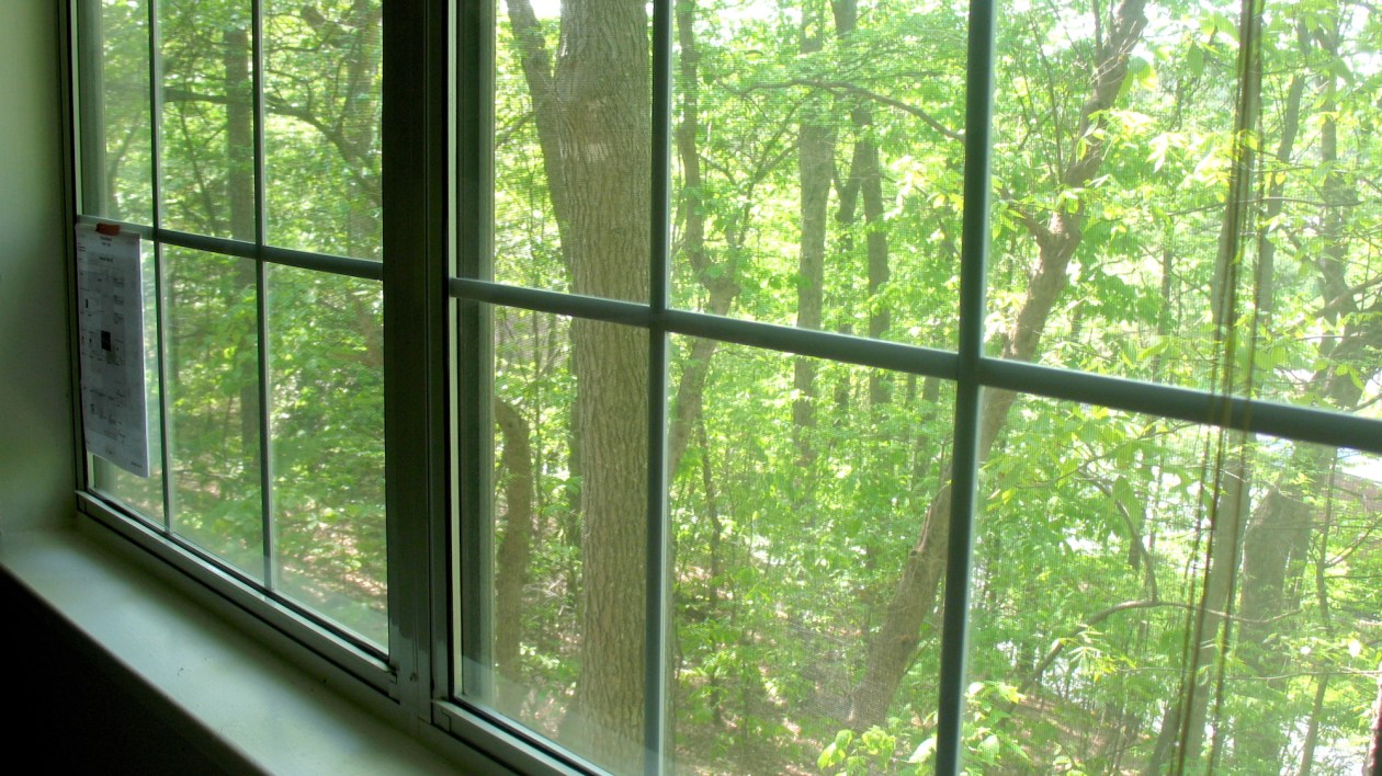 trees seen from outside a window