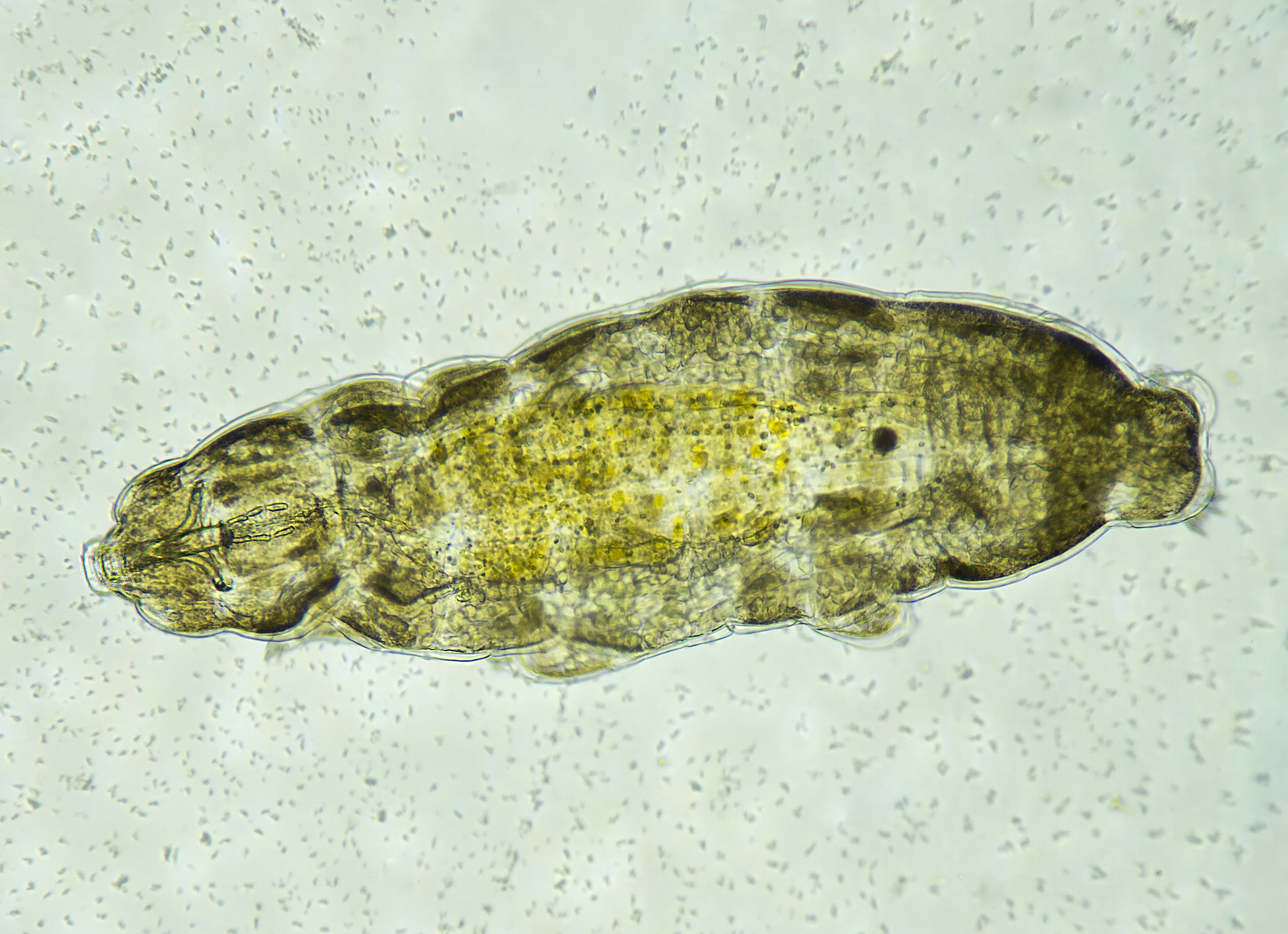 view of green tardigrade under microscope