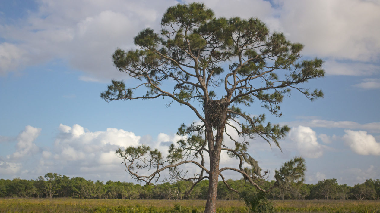 tree with large nest