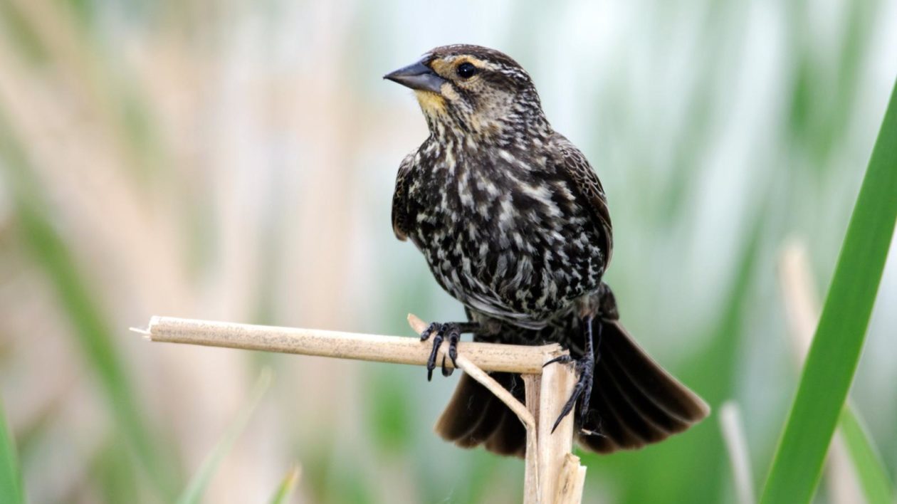 brown female bird