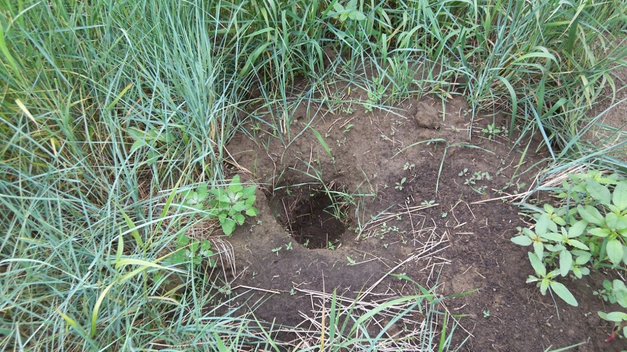 grass with dirt mound and a hole