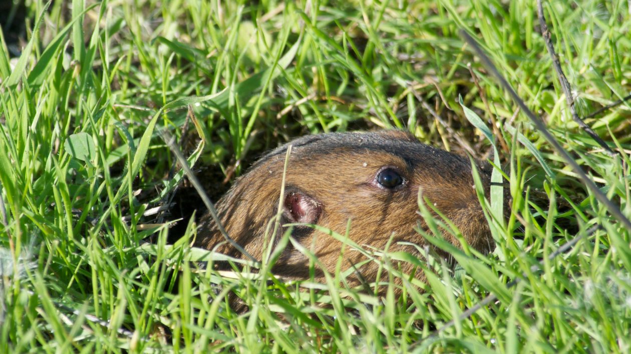 north american gopher