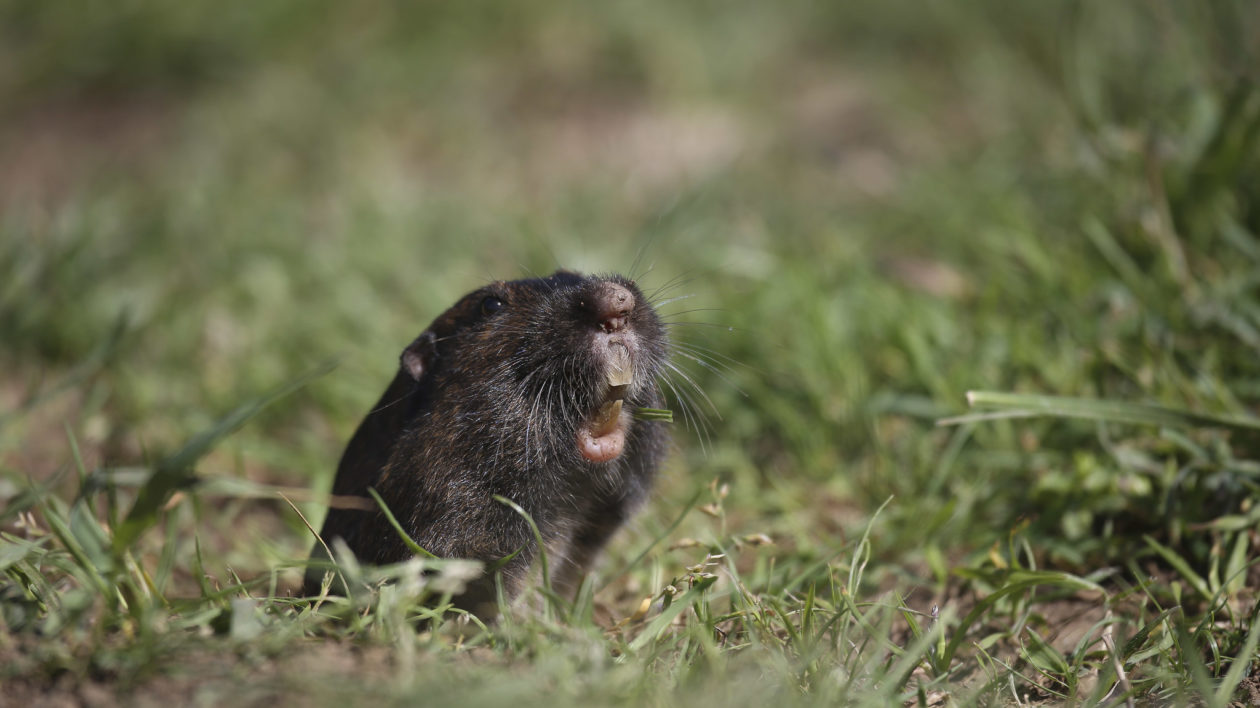 pocket gopher head about burrow