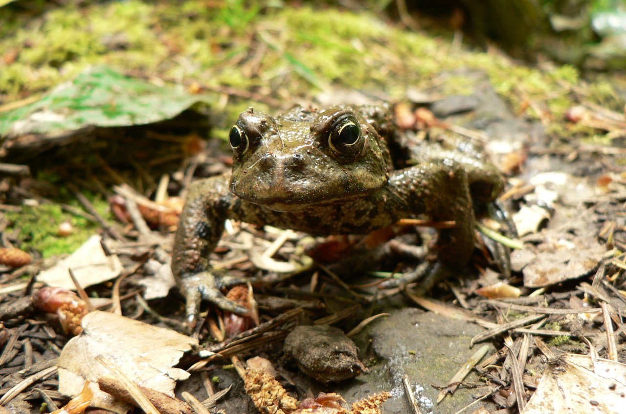 toad on ground