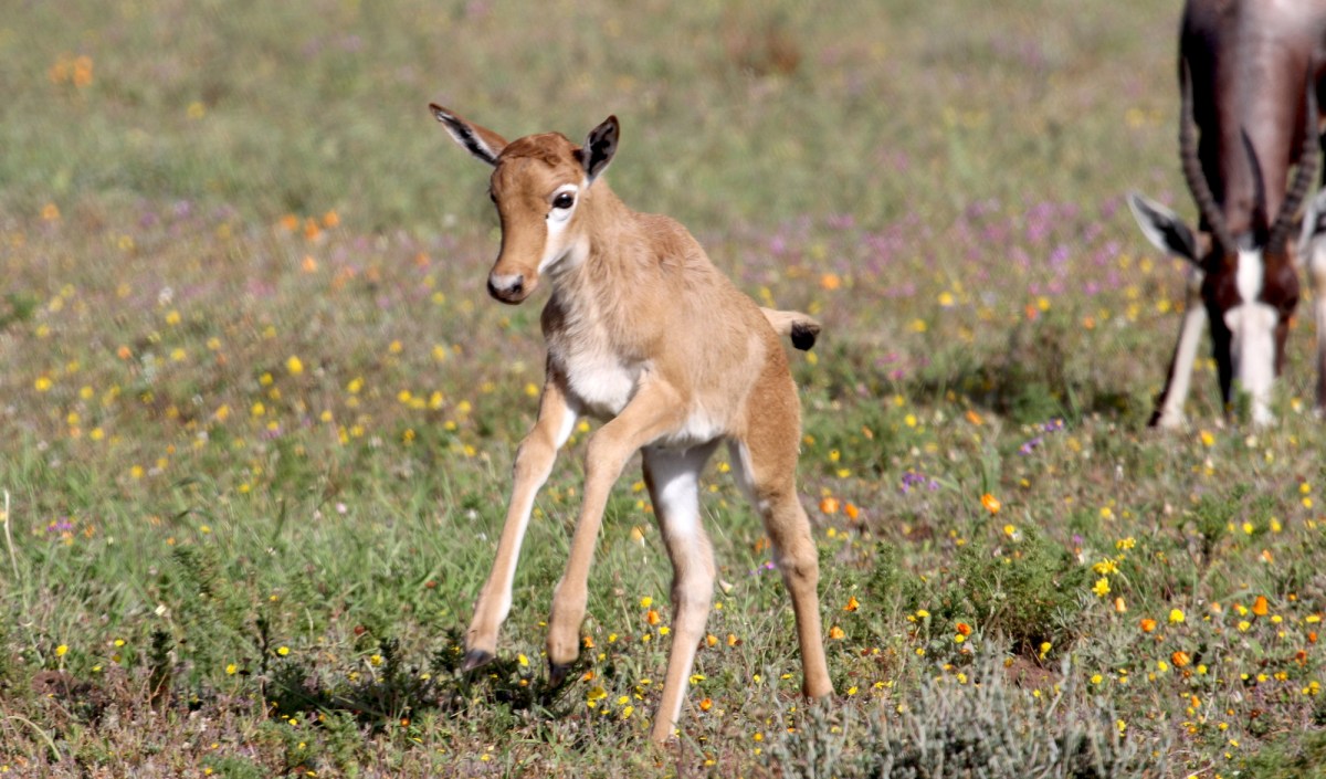 bontebok jumping