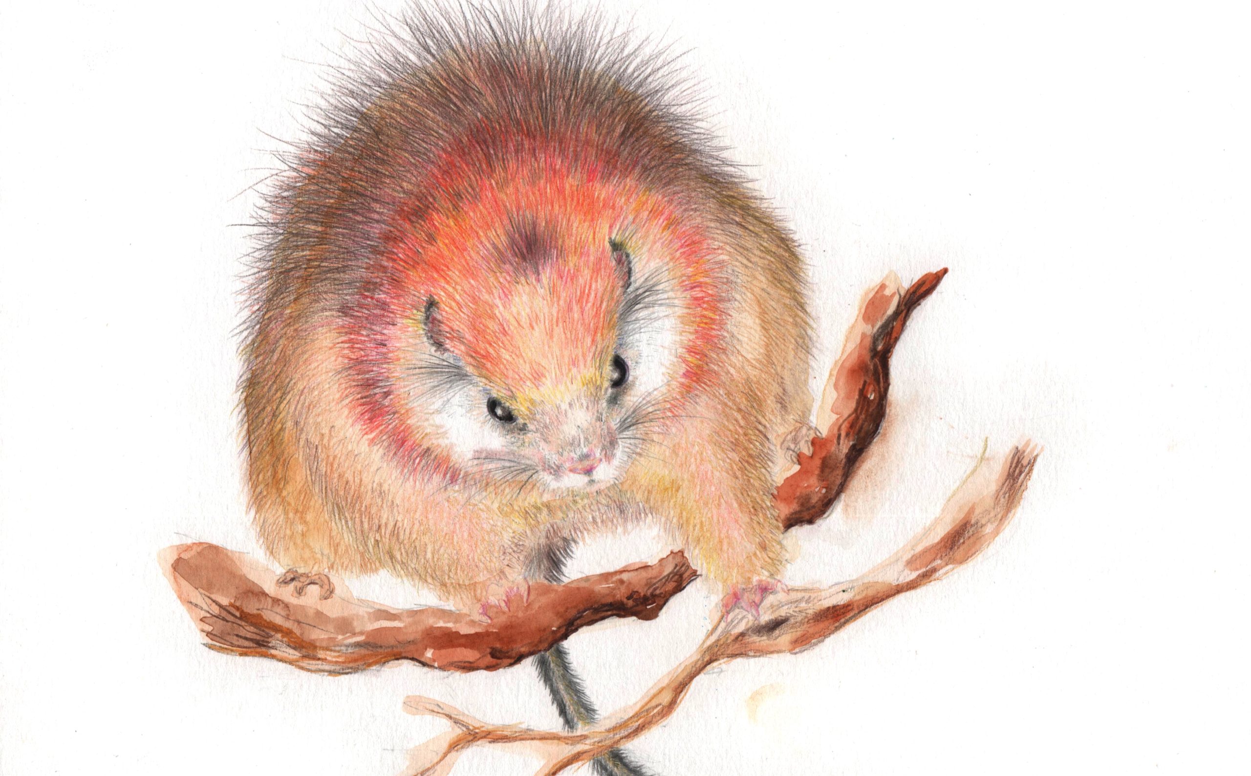illustration of rat with red fur on neck