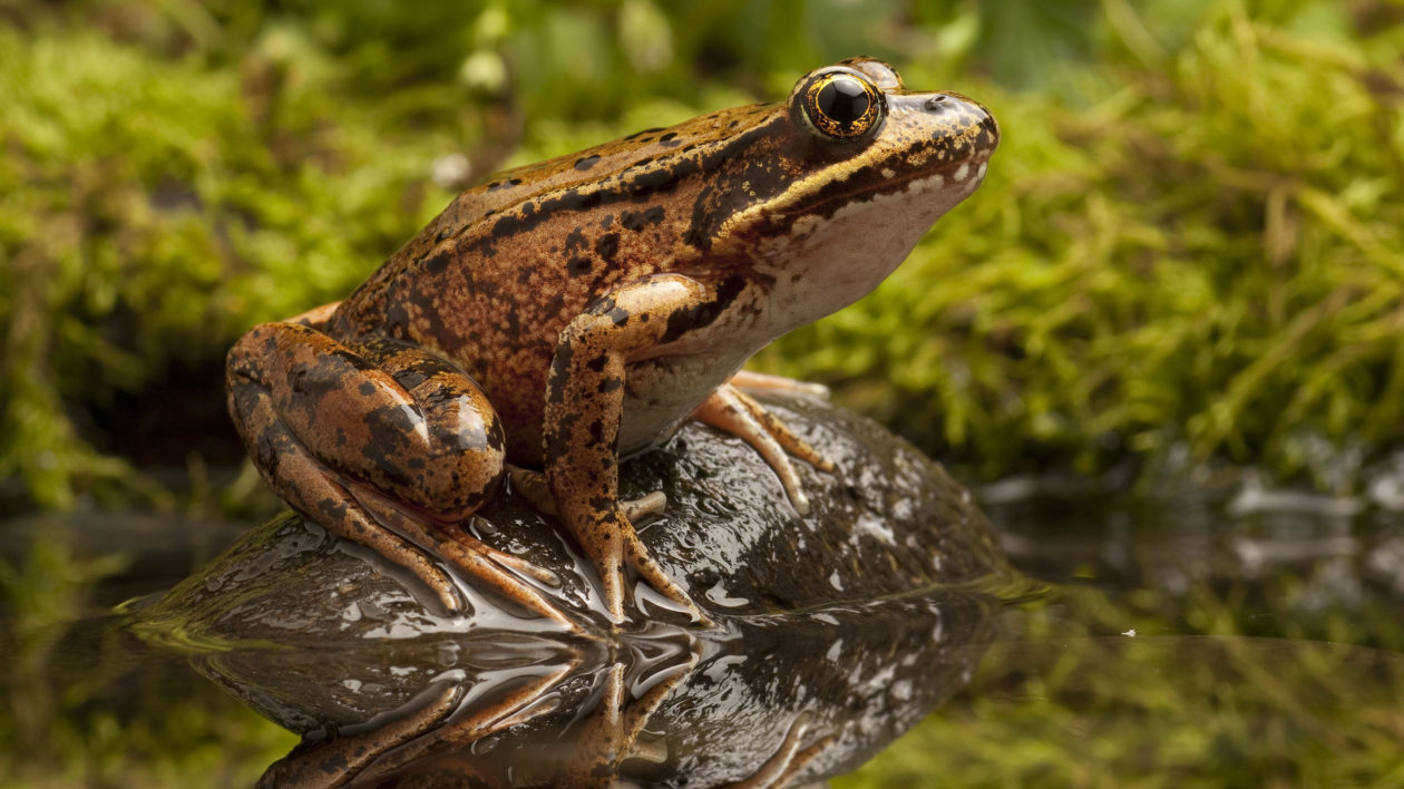 brown frog