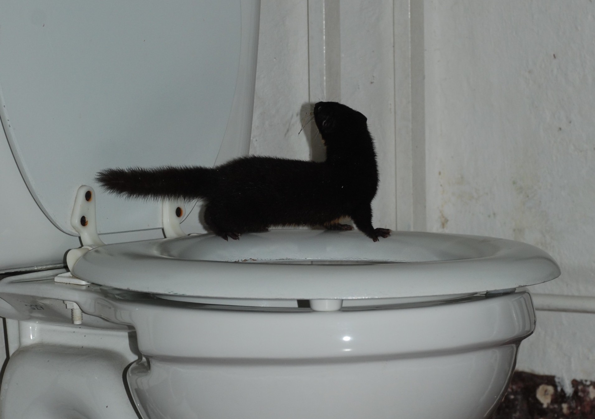 weasel on a toilet