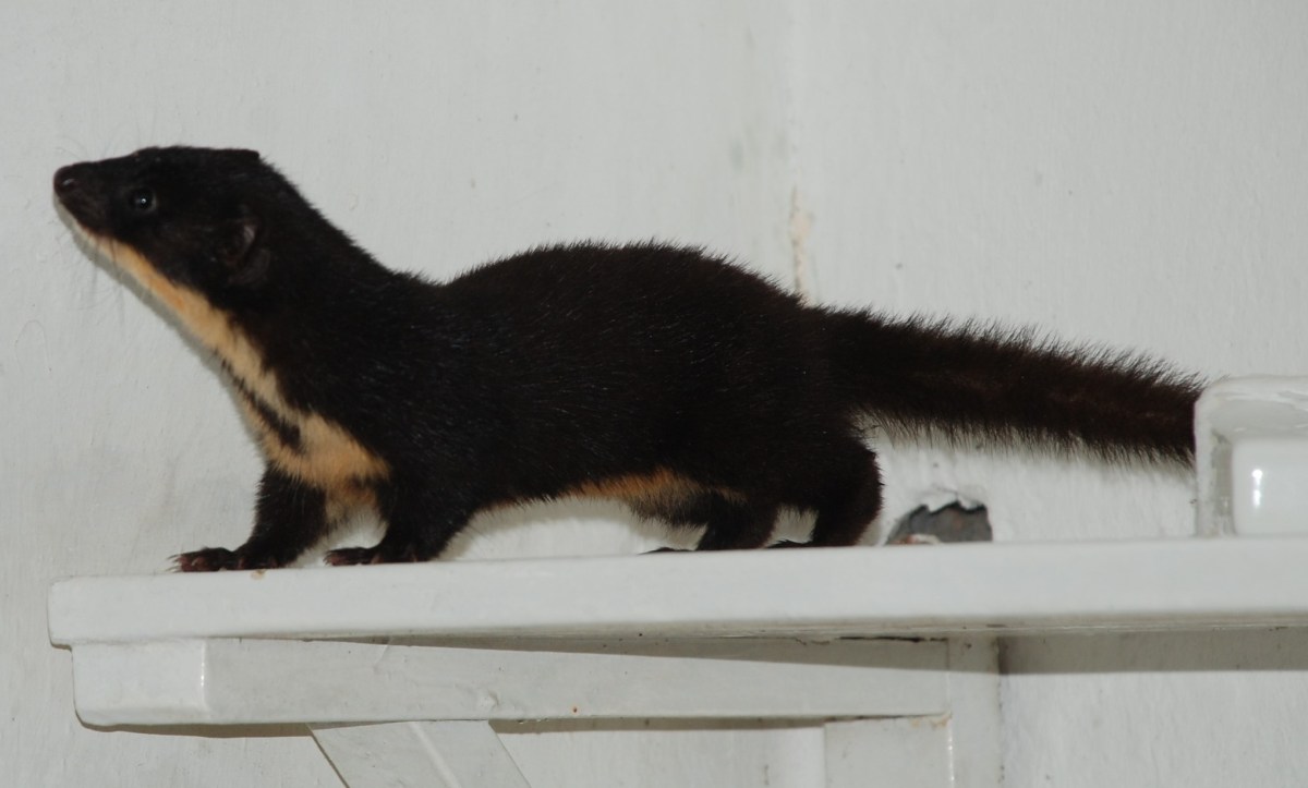 weasel on a shelf