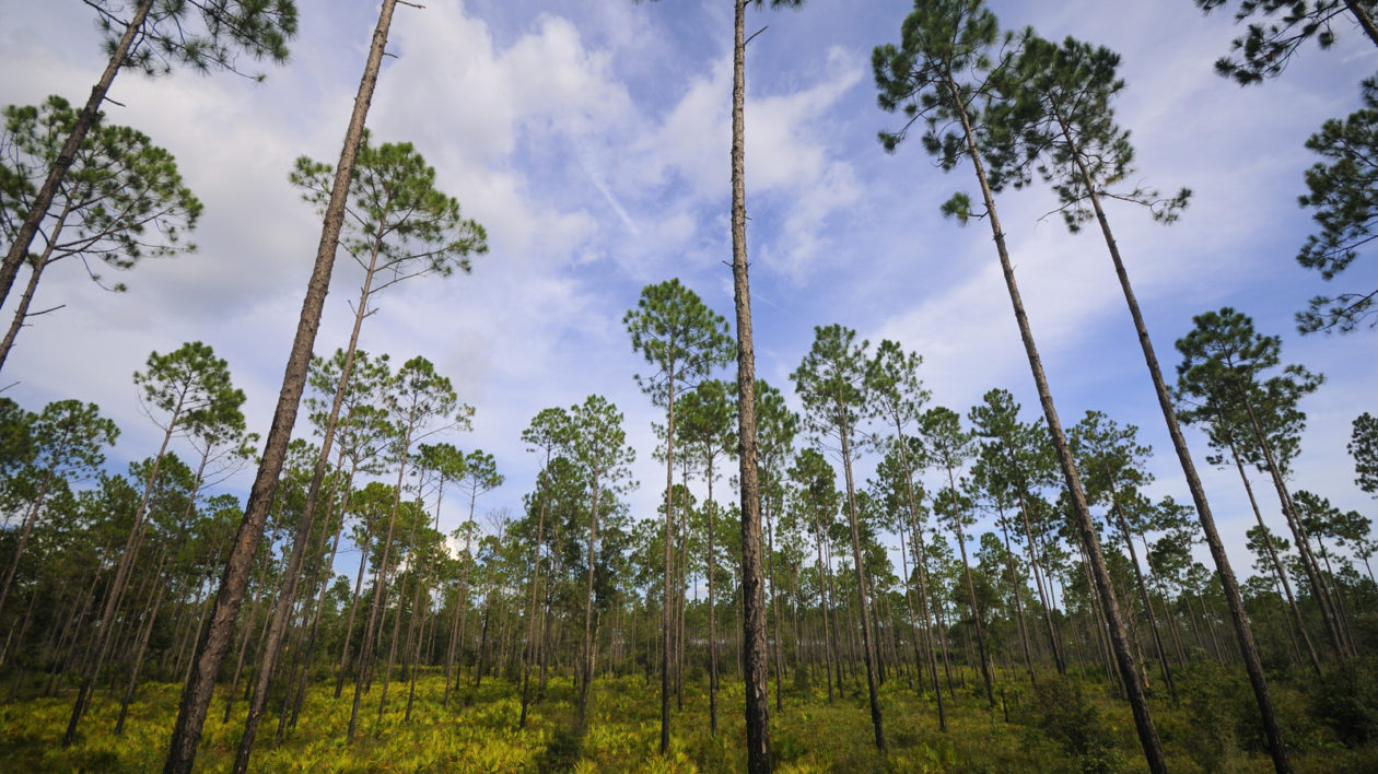 pine forest with palmettos