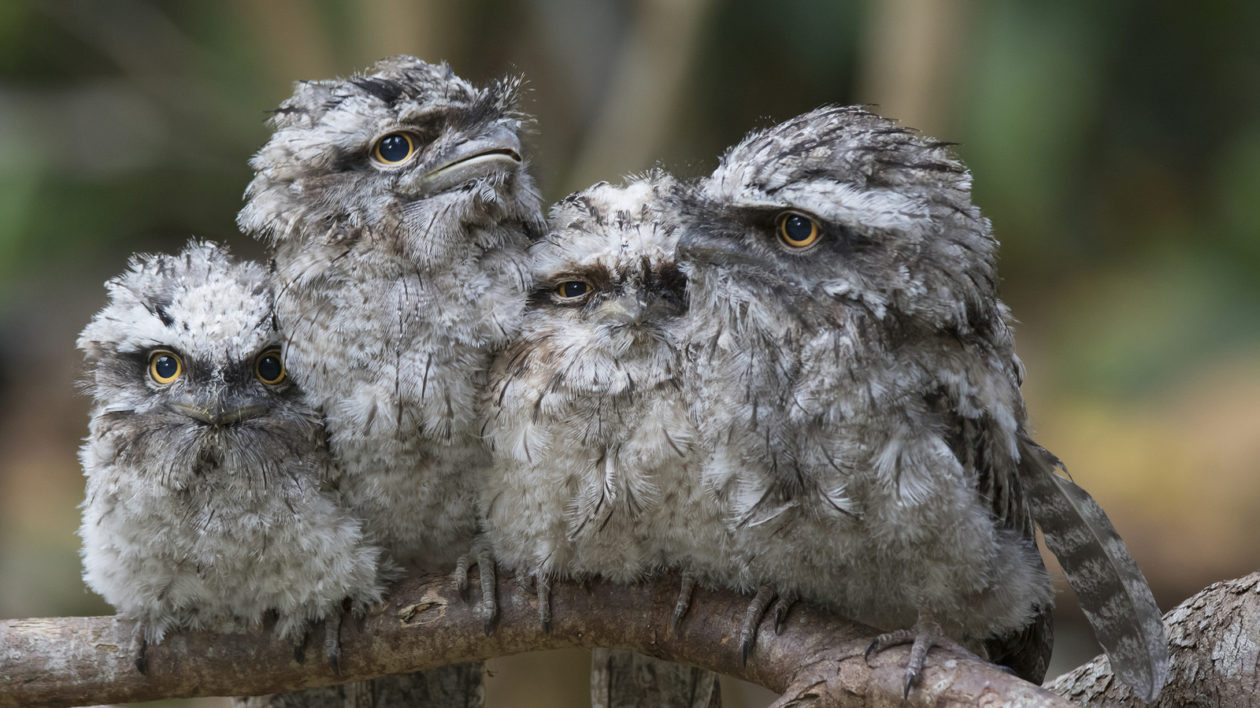 four mottled birds