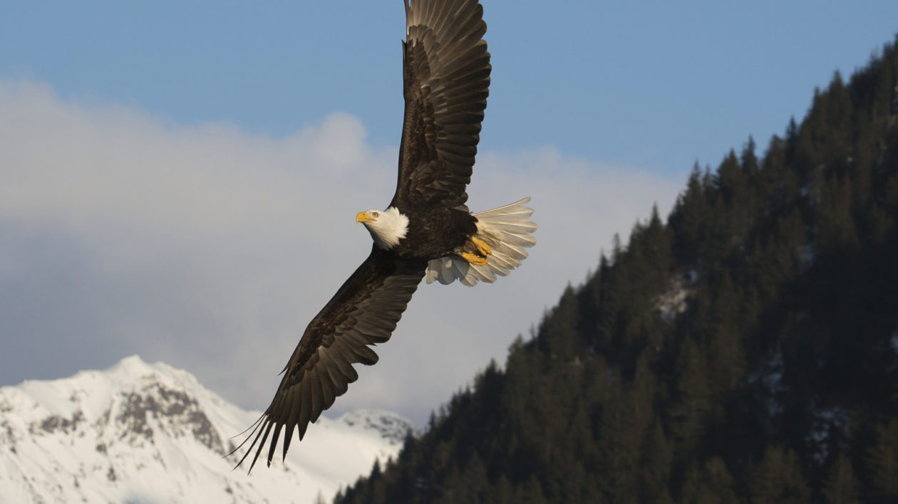 bald eagle soaring