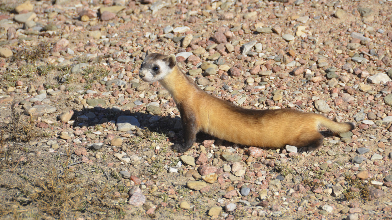 ferret on the ground