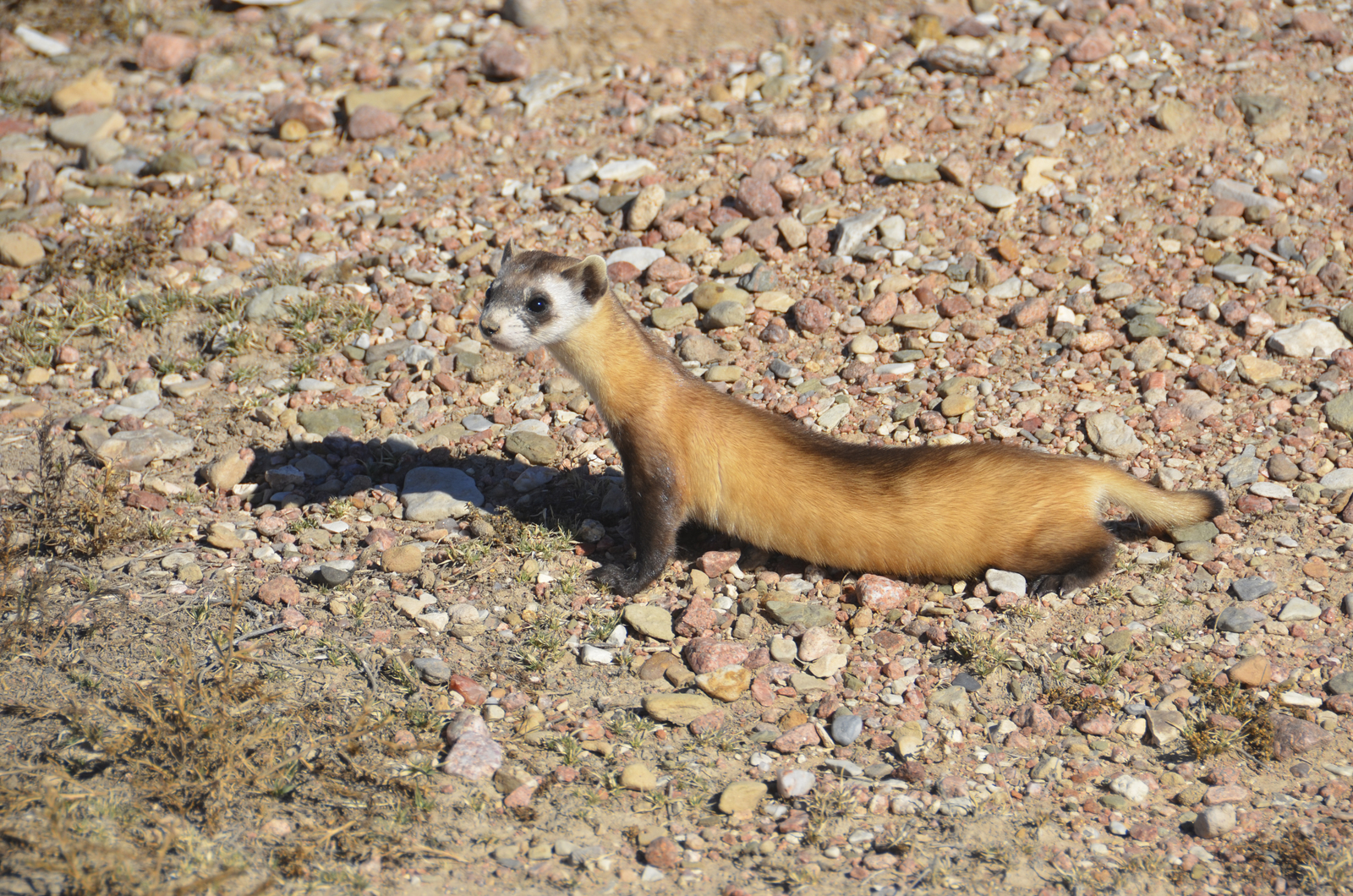 ferret on the ground