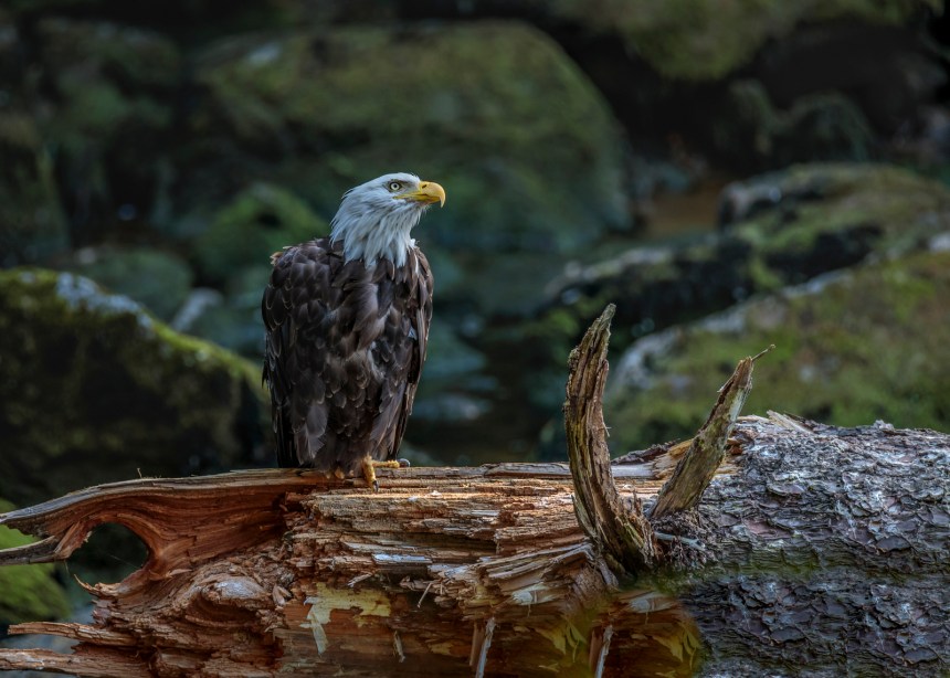 bald eagle on log