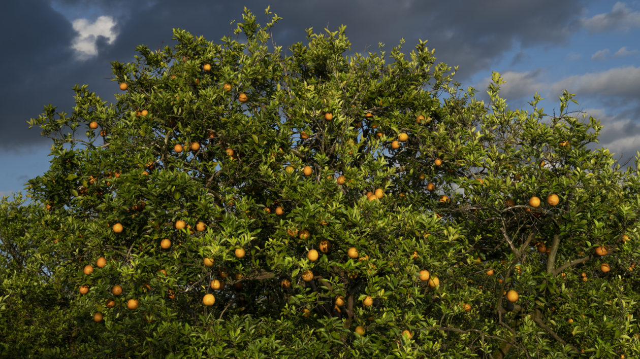 orange tree with fruit