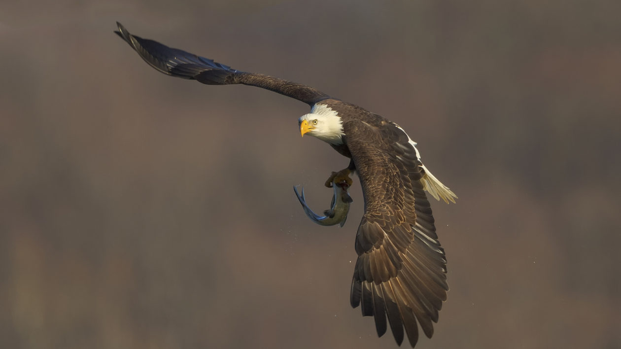eagle with fish