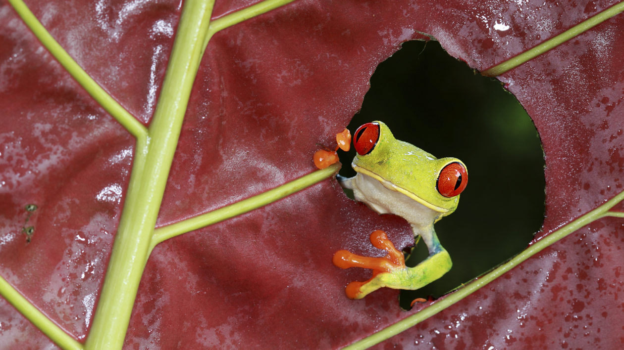 frog peering from hole in leaf