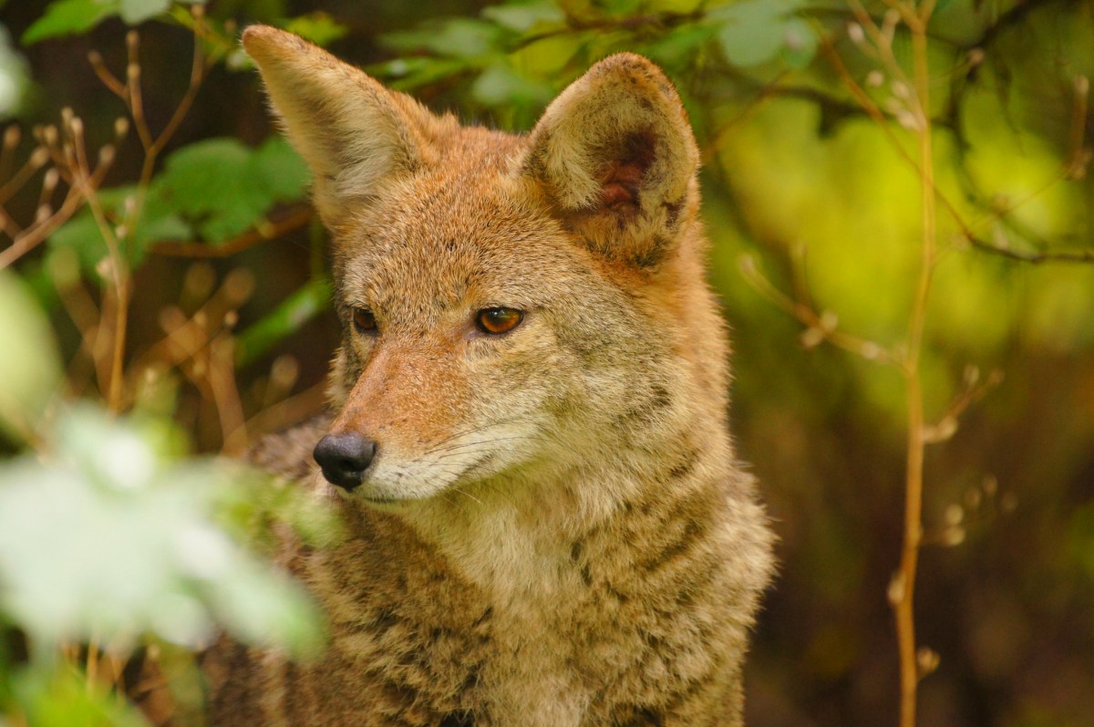 coyote looking out from forest