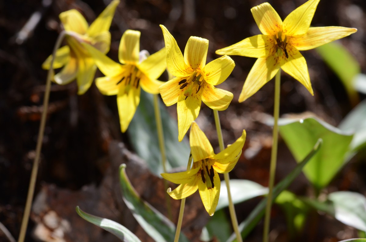 yellow lily flowers
